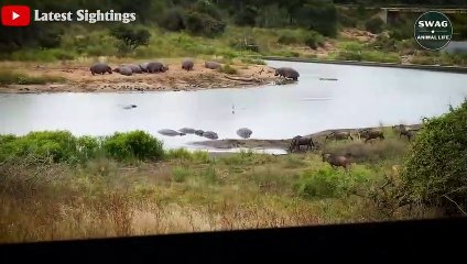 7 Brutal Moments Crocodiles Hunting Wildebeest - Wild Animal Life