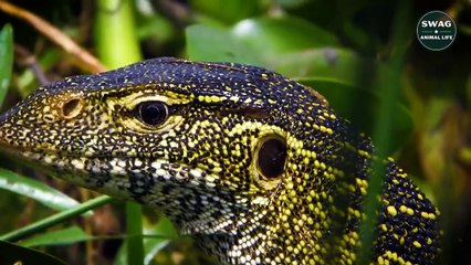 Lizard Steals Crocodile Eggs And The Outcome For The Thief - Wild Animal Life