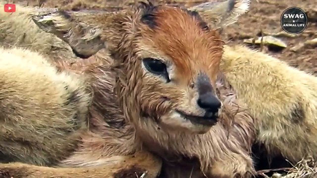 7 Terrifying Moments Of Lions Hunting Baby Animals You Shouldn't Click On - Wild Animal Life