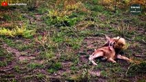 7 Best Moments Of Cheetah Hunts Prey - Wild Animal Life