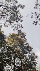 Story wa keren siang hari