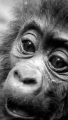 Animals transformation Bull grow up