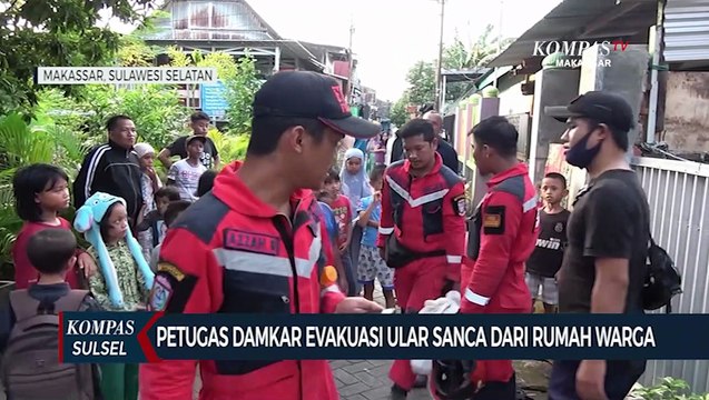 Petugas damkar evakuasi ular sanca sepanjang dua meter yang Bersembunyi disela tembok rumah warga