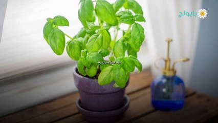 فوائد الحبق وأضرار تناوله