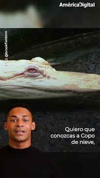 Copo de nieve, el cocodrilo albino que se roba las miradas en un zoológico de EE.UU.