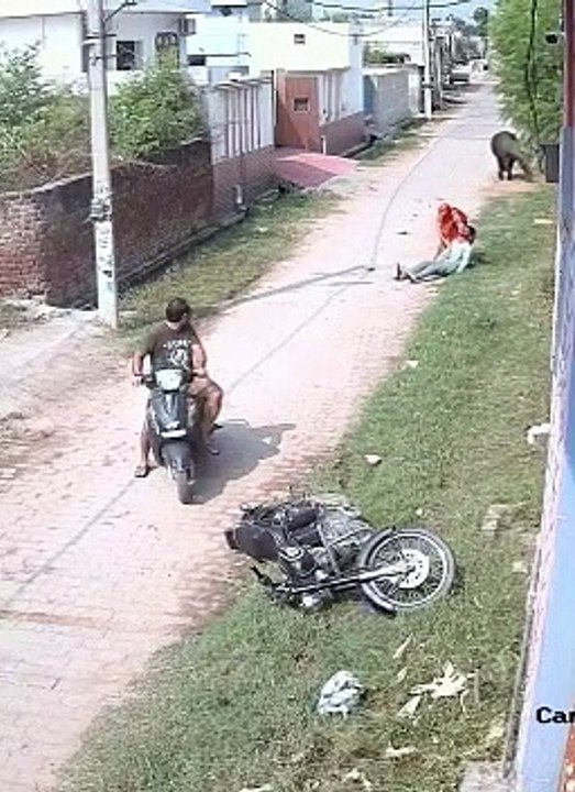 Viral !!!!! Sapi/Kerbau Mengamuk Menyerang Pengendara Bermotor
