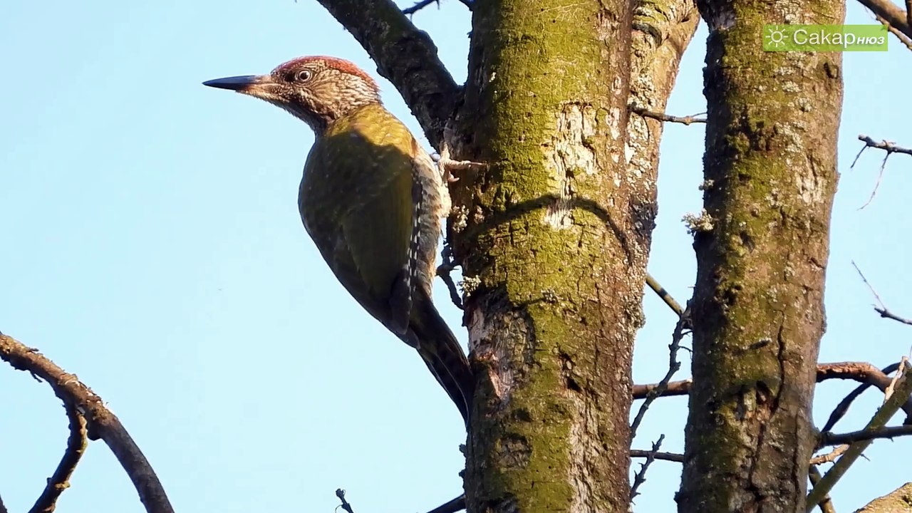 Птици от Югоизточна България, част 2
