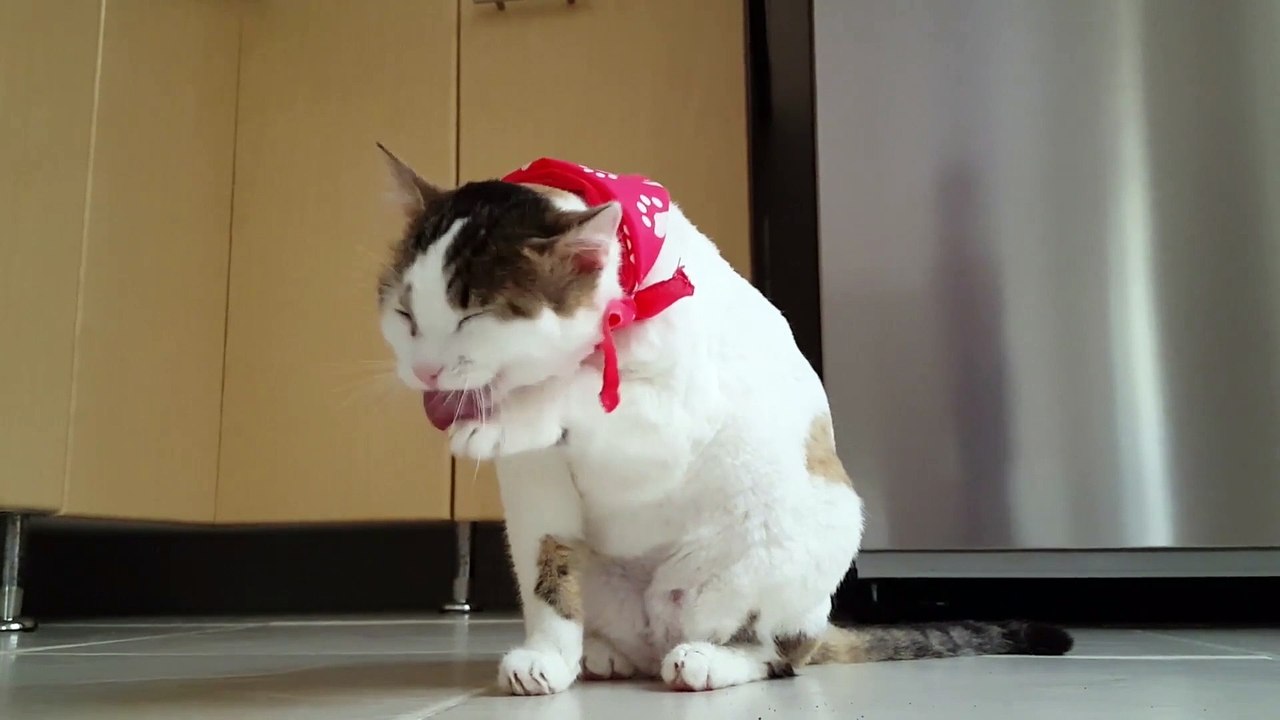 The Funny Cat - Part 2