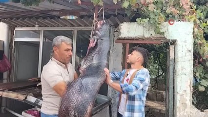 Balıkçının ağına 1.90 boyunda 75 kiloluk dev yayın balığı takıldı