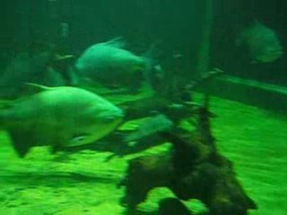 Big Fish in Zoo London