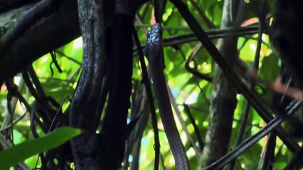 Wild Couples - Wir gegen die Wildnis Staffel 1 Folge 4 HD Deutsch