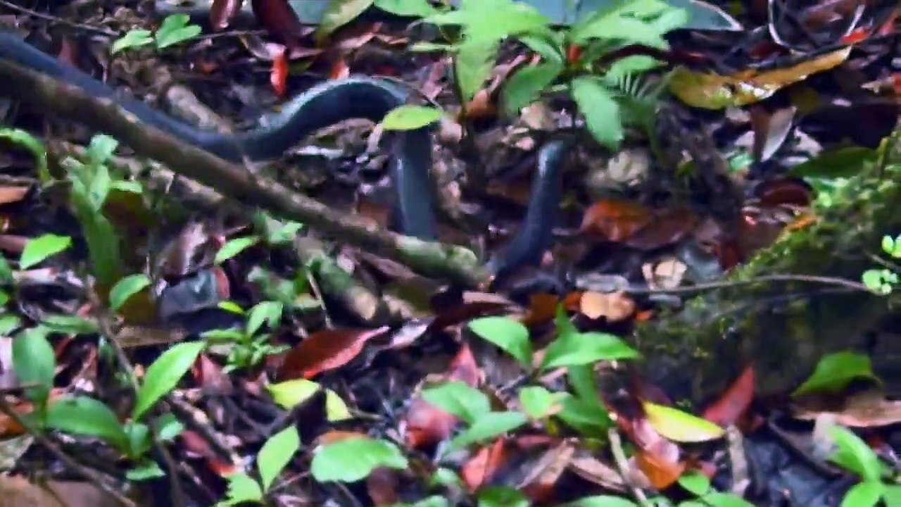 Wild Couples - Wir gegen die Wildnis Staffel 1 Folge 5 HD Deutsch