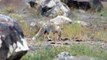 Ağrı haberi: Ağrı Dağı eteklerinde yaşayan tilki yiyecek ararken görüntülendi