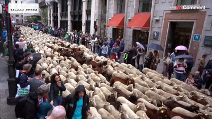 Shepherds drive their flock through the centre of Madrid