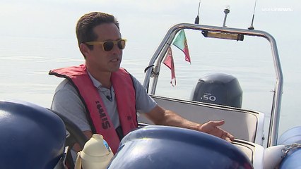 Gefährliches Spiel: Killerwale greifen in Portugal Segelboote an