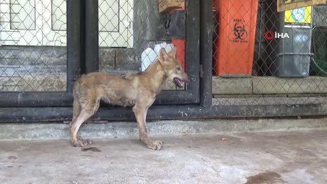 Mersin haberleri! Tarsus Doğa Parkı yaban hayvanlarına merhem oluyor