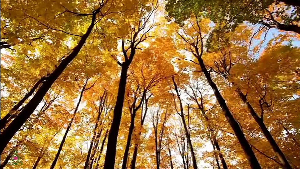 Vous pouvez écouter cette musique pour toujours!  Musique douce, calme le système nerveux