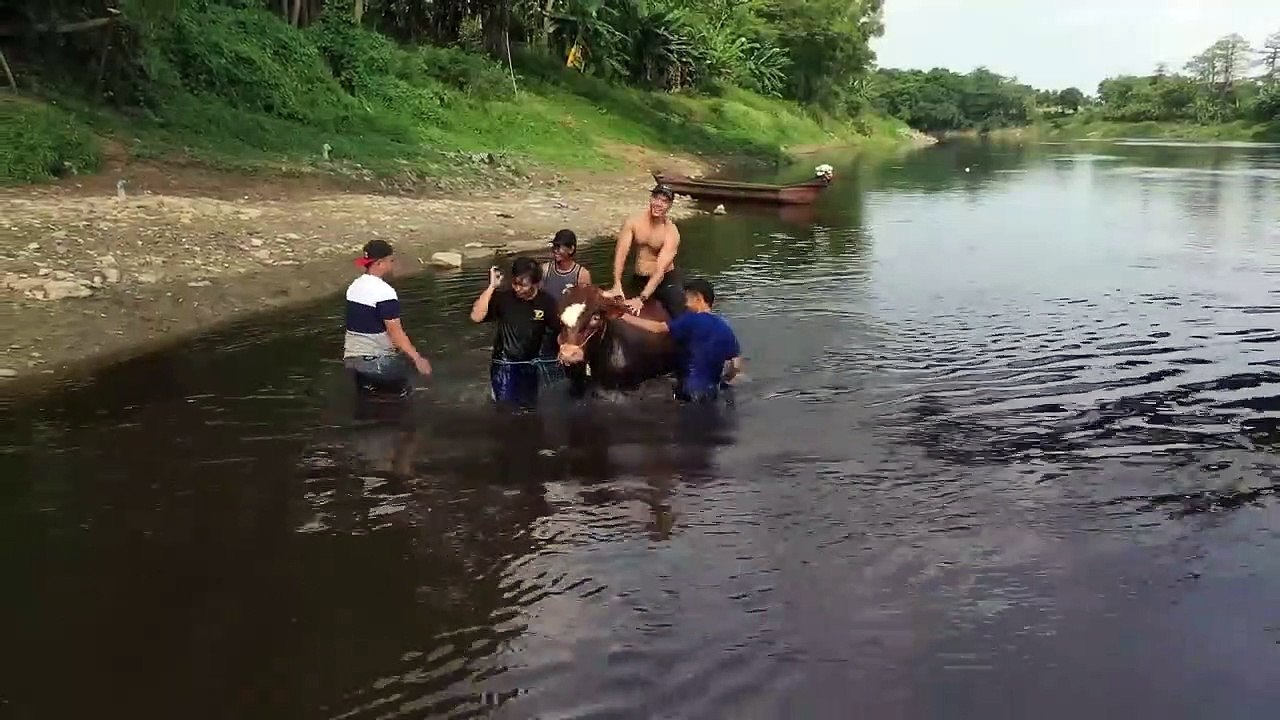 KRETEK ABAL2 PETANI DI DESA.. PEGAL PULUHAN TAHUN, HILANG !