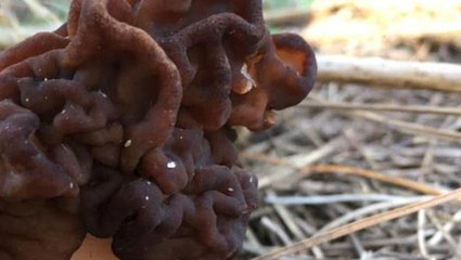 Türkiye'de yetişiyor, ismi ekşi memet, lakabı 'katil'! Karşılaşırsanız hemen kaçın, saatler içinde öldürüyor