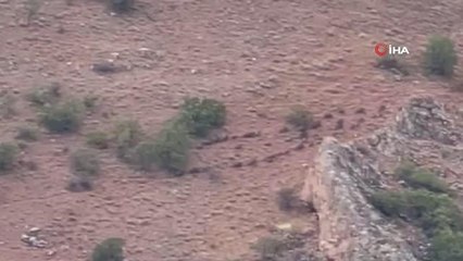 Elazığ haberi! Elazığ'da domuz sürüsü görüntülendi