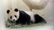 Taipei Zoo Says Panda Tuan Tuan's Condition Getting Worse - TaiwanPlus News