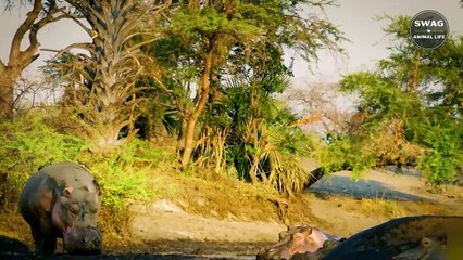 The Mother Hippo Tries To Protect Her Calf From The Evil Male Hippo But Fails