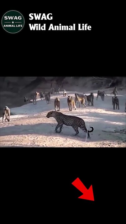 BABOON ATTACK LEOPARD