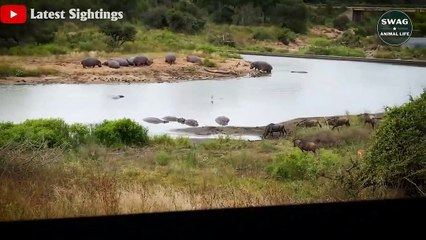 7 Brutal Moments Crocodiles Hunting Wildebeest - Wild Animal Life