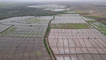 KIRIKKALE - Dron ile ekilen ve ilaçlanan çeltik tarlalarında hasat sürüyor