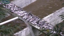 Afyon yerel haberleri | Mehmet Cengiz'in Sahibi Olduğu İleri Sürülen Aile Çay Bahçesinden Çıkan Hafriyatın Alabalık Çiftliğindeki Yüzlerce Balığı Öldürdüğü İddiası