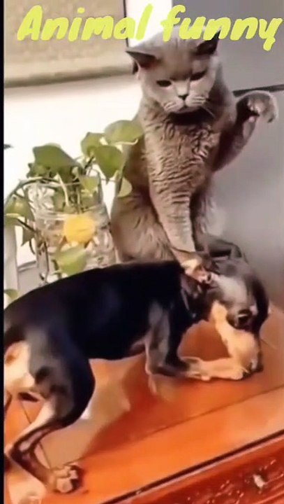 Funny animal 