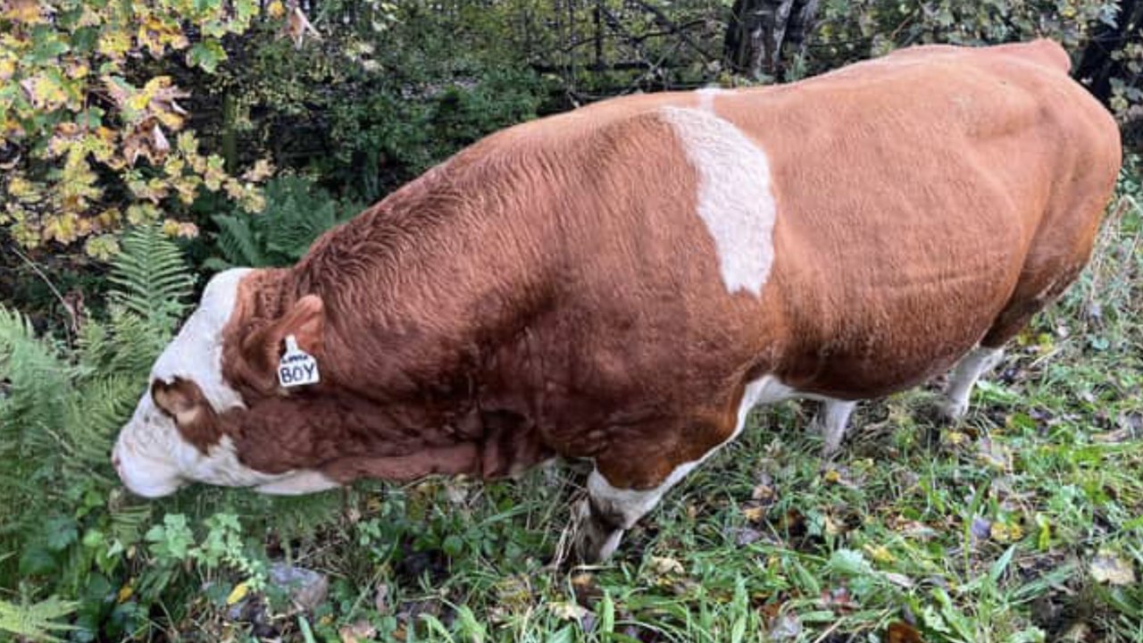 Glasgow headlines 24 October: ‘Lover Boy’ bull blocks M8 traffic near Glasgow Airport