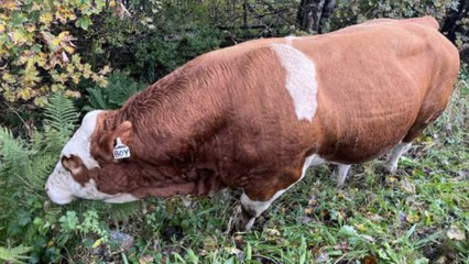 Glasgow headlines 24 October: ‘Lover Boy’ bull blocks M8 traffic near Glasgow Airport