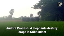 Andhra Pradesh: 4 elephants destroy crops in Srikakulam