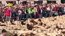 Must-see! Sheep Shepherded Through Spanish Streets