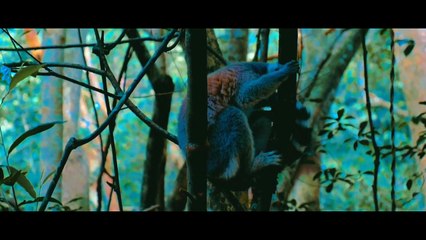 Cinematic Alam Hutan Nature Cinematic 3 Minutes Backsound Sinematik Alam Keren No Copyright