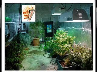 Hydroponics for Dummies: Nutrient Film Techique