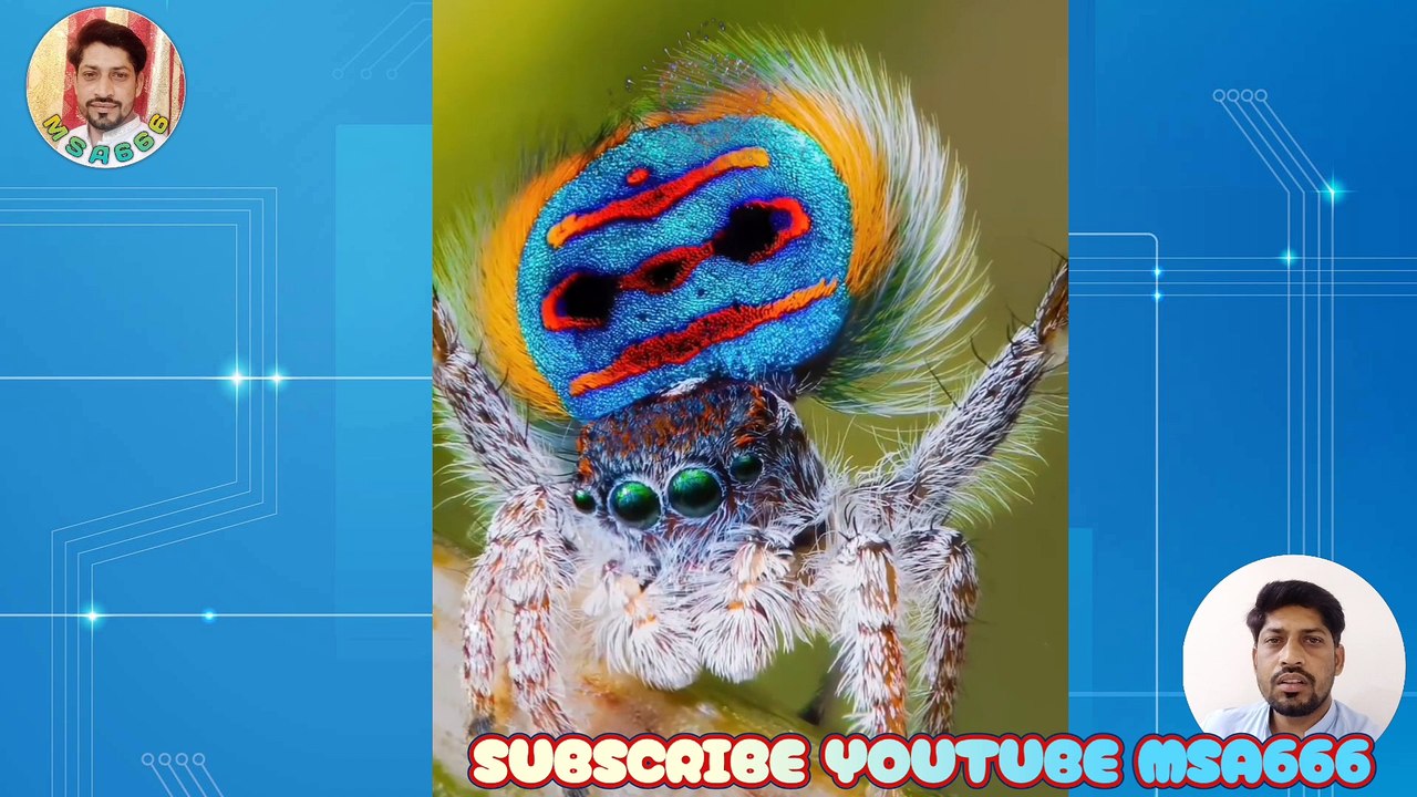 ANIMAL VIDEO II BIRD PICTURE II BIRDS IMAGES II BEAUTIFULL ANIMAL VIDEO