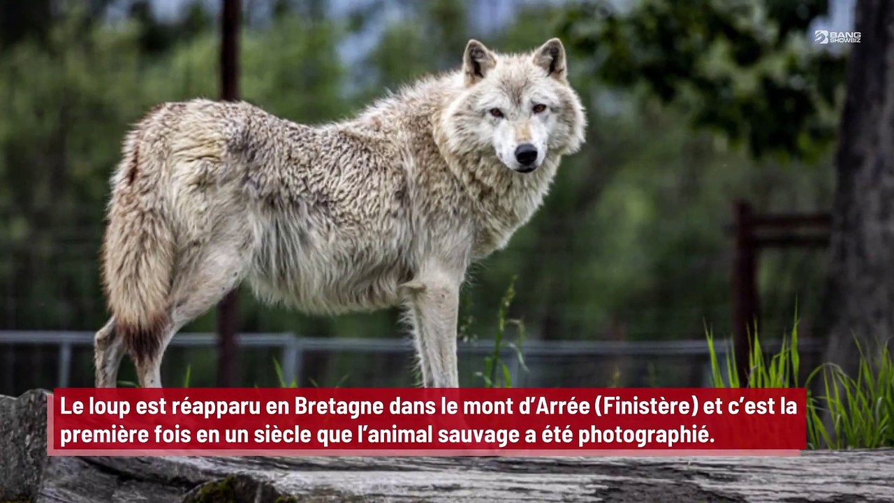 Bretagne : le loup refait son apparition !