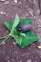 Emys & Redfoot Torto makan lalapan (Emys & Redfoot Tortoise has a morning snack)