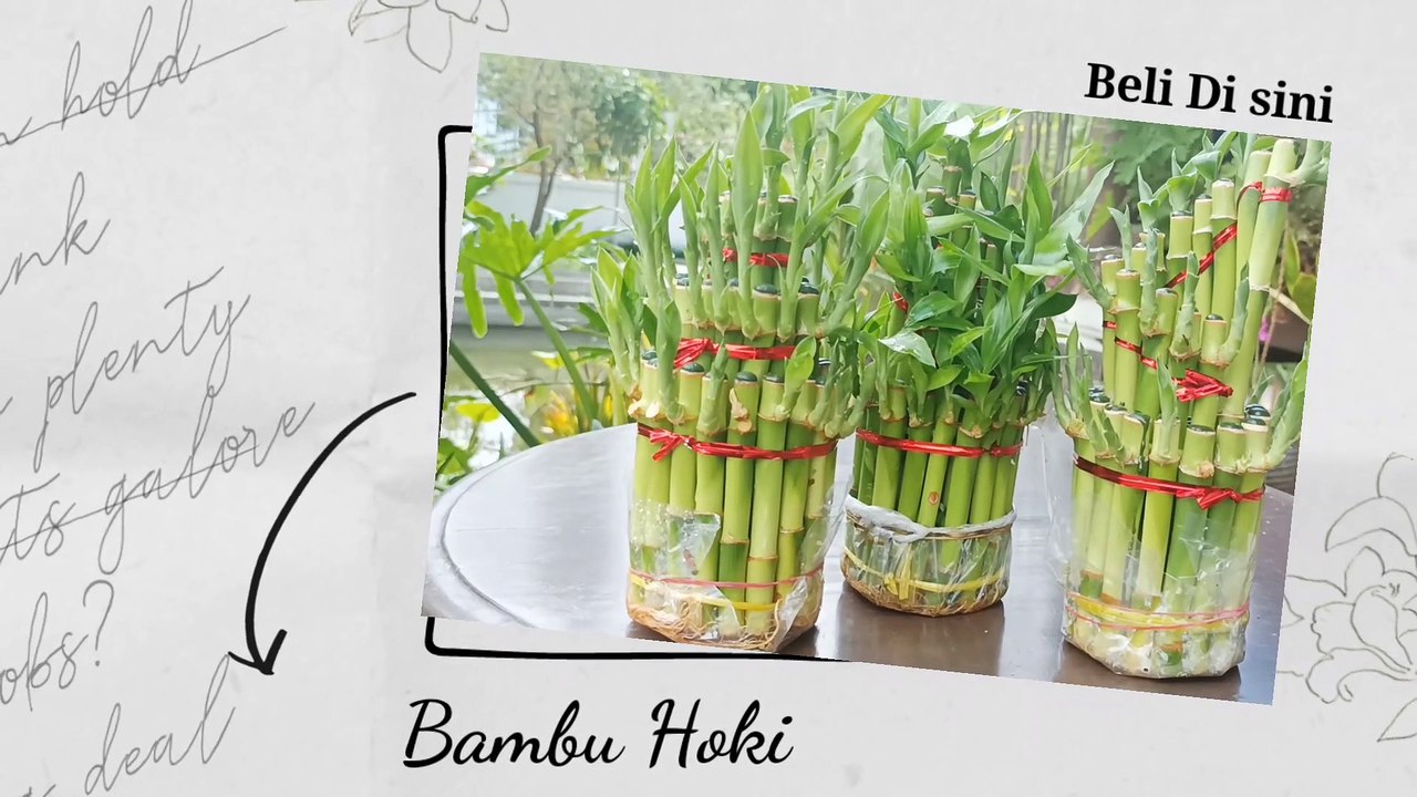 bambu hoki