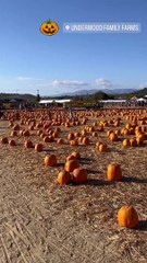 Laeticia Hallyday et Jalil Lespert avec leurs filles : à la recherche de la citrouille idéale pour Halloween