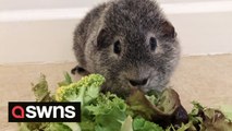 Guinea pig on strict lettuce, cucumber, celery and spinach diet because of rare case of diabetes