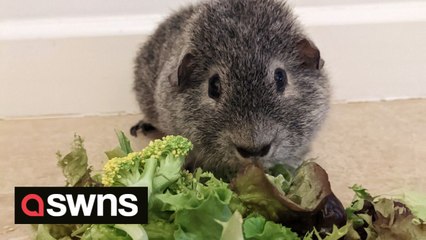 Guinea pig on strict lettuce, cucumber, celery and spinach diet because of rare case of diabetes