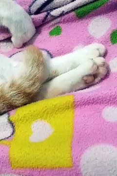 Kucing tidur (sleepy cat)