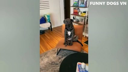 Funniest Animals Video  Funny Dogs And Cats  Try Not To Laugh Animals 2022_480p (1)