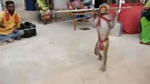 Funny Monkey Dance Video.Comedy Drama in India.Bandar ka khel.कॉमेडी बन्दर का खेल,मदारी.Madari