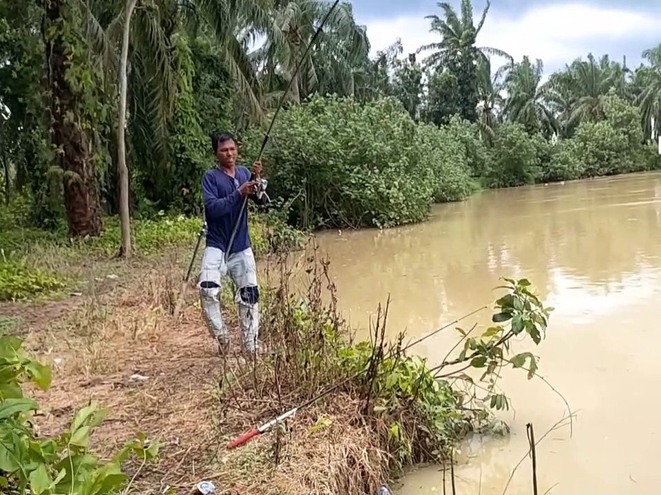 GAK PAKAI LAMA __ UMPAN TURUN LANGSUNG DI SAMBAR IKAN PATIN MONSTER SUNGAI ASAHAN