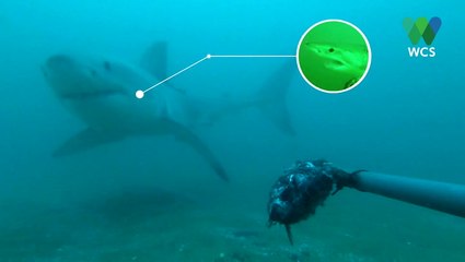 Great white shark captured in underwater footage after making 1,100-mile journey