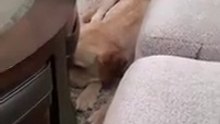 Dog Hates it When Disturbed During Sleeping Shorts  Funny Dog Video